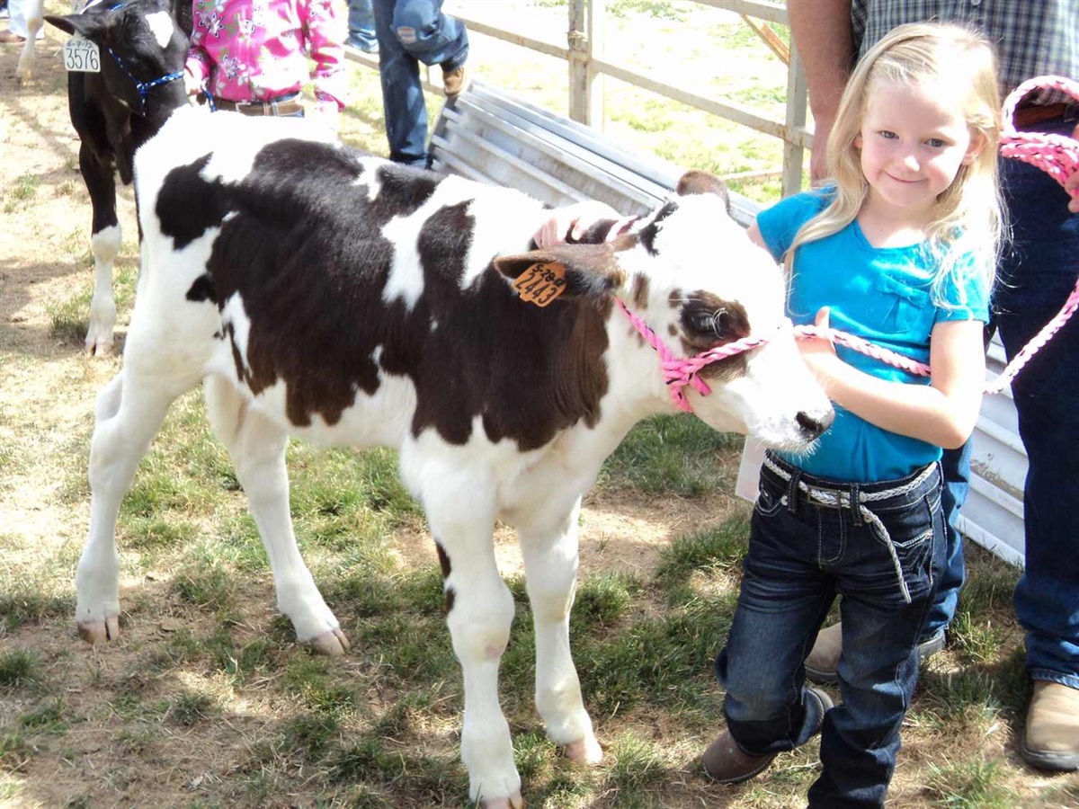 Bucket Calf Show Weld County Fair